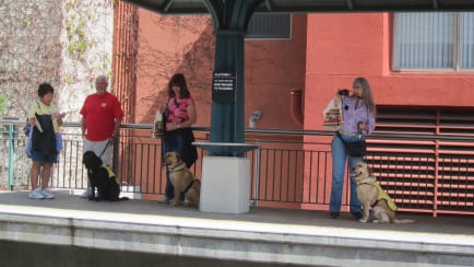 Los perritos hicieron gala de su buen comportamiento. Aquí, en la estación Del Mar.