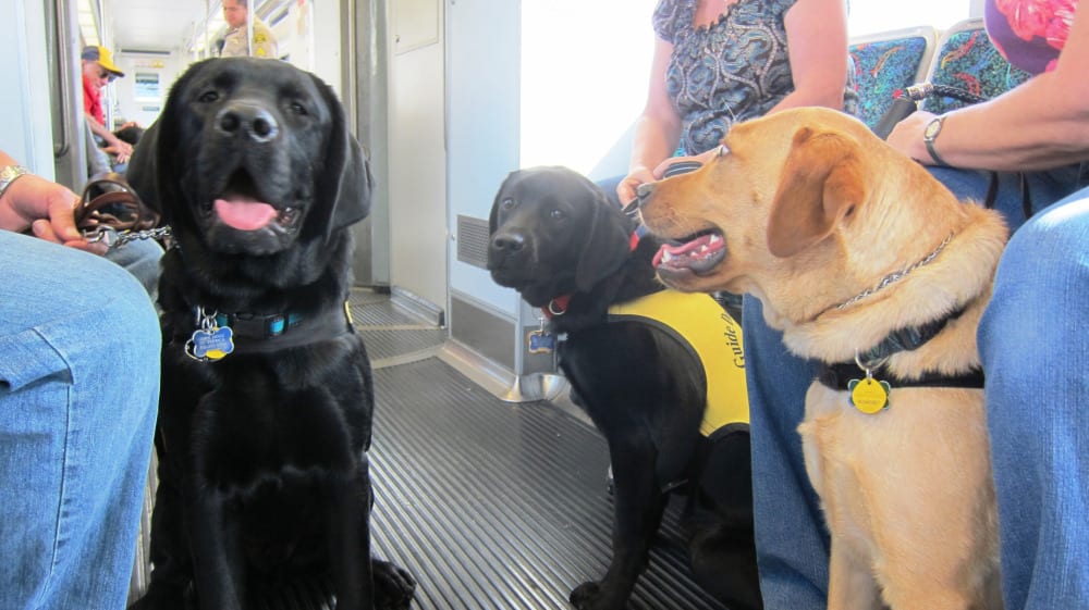 Los perritos guía a bordo de uno de los trenes de la Línea Dorada de Metro.