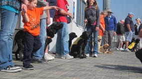 Los perritos esperan con paciencia su turno para subirse al tren en Union Station.