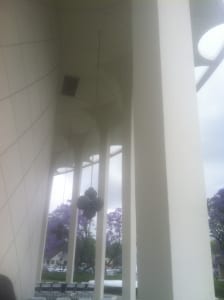 Jacarandas alrededor del Auditorio