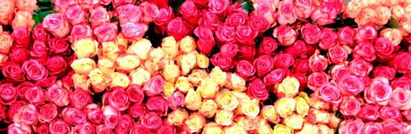 Rosas. Foto: The Original Los Angeles Flower Market.