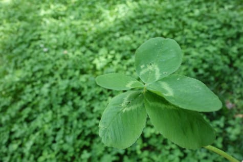 Aunque no abundan los tréboles de cuatro hojas, el Día de San Patricio, es su día de suerte porque Metro lo puede llevar a muchas celebraciones. Foto; radefall vía Flickr creative cominos.