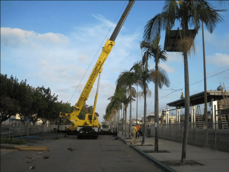 tree-trimming