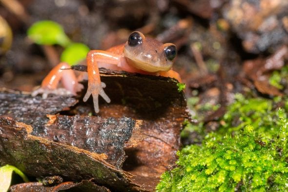 Salamandra. Foto: Steve Hymon/Metro.