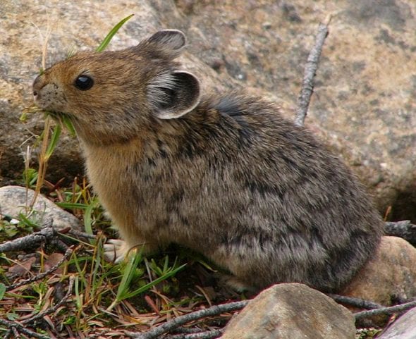 America pika