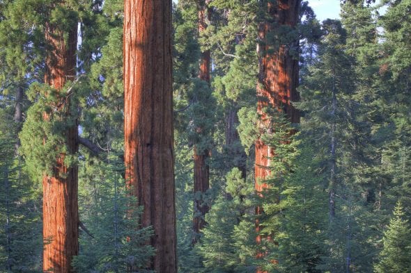 Giant sequoia trees
