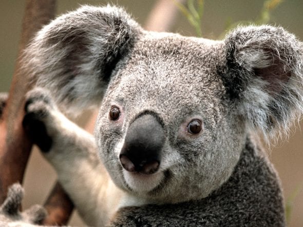 Koala bear