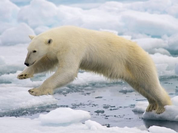 A frame-filling portrait of a male polar bear (Ursus maritimus) jumping in the pack ice. The young male, probably due to a mix of curiosity and hunger, got really close to our ship - less than 20 meters. Svalbard, Norway.