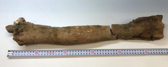 El hueso del camello que se encontró mide unas 20 pulgadas de largo.