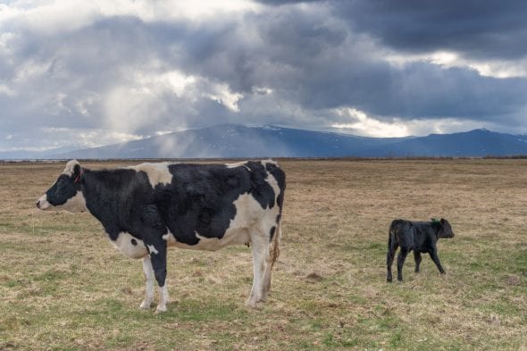 vacas